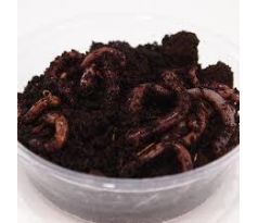 Dendrobena 20ks