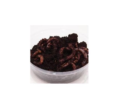 Dendrobena 20ks