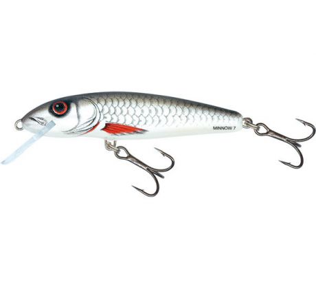Minnow 7 Dace