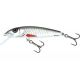 Minnow 7 Dace
